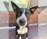 LUCY MUFFIN - Female Texas Heeler-Unknown Mix Dog for Adoption - Small photo