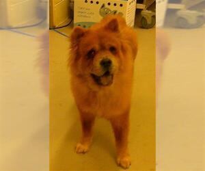Chow Chow Dogs for adoption in Sanford, FL, USA