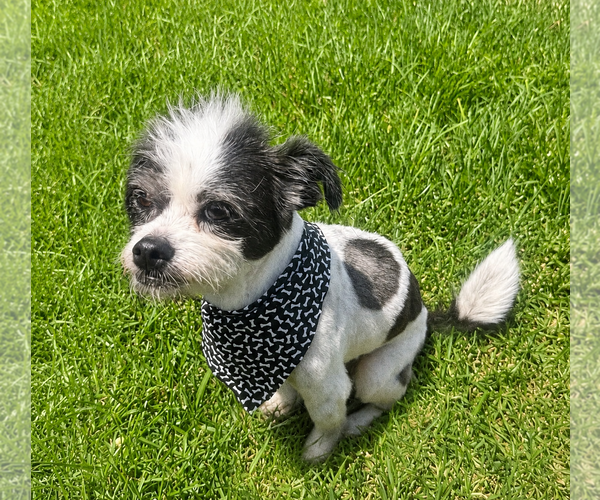 Medium Photo #2 Shih Tzu Puppy For Sale in Menifee, CA, USA