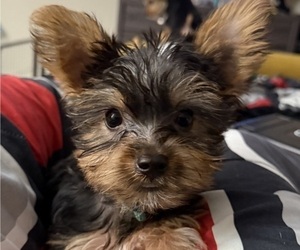 Yorkshire Terrier Puppy for sale in KATY, TX, USA