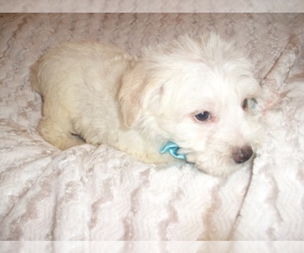 Medium Photo #4 Schnoodle (Miniature) Puppy For Sale in JACKSON, MS, USA