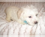 Small Photo #4 Schnoodle (Miniature) Puppy For Sale in JACKSON, MS, USA