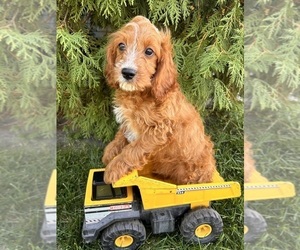 Cavapoo Puppy for sale in MIDDLEBURY, IN, USA