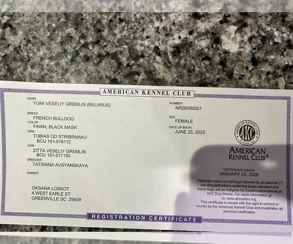 Medium Photo #8 French Bulldog Puppy For Sale in GREENVILLE, SC, USA