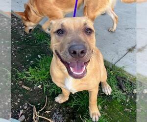 Mutt Dogs for adoption in Orange, CA, USA