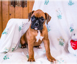 Small Photo #7 Boxer Puppy For Sale in WAKARUSA, IN, USA