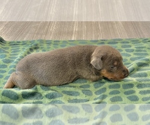 Doberman Pinscher Puppy for Sale in TYLER, Texas USA