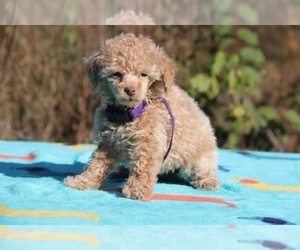 Poodle (Miniature) Puppy for sale in UNION CITY, TN, USA