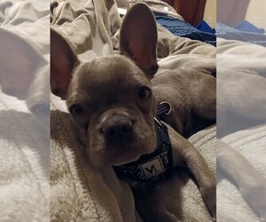 Mother of the French Bulldog puppies born on 05/12/2024
