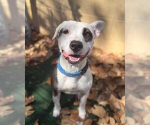 CALYPSO - Female Mutt Dog for Adoption - Photo #2