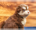 Small Photo #5 Pomsky Puppy For Sale in TAMPICO, IL, USA