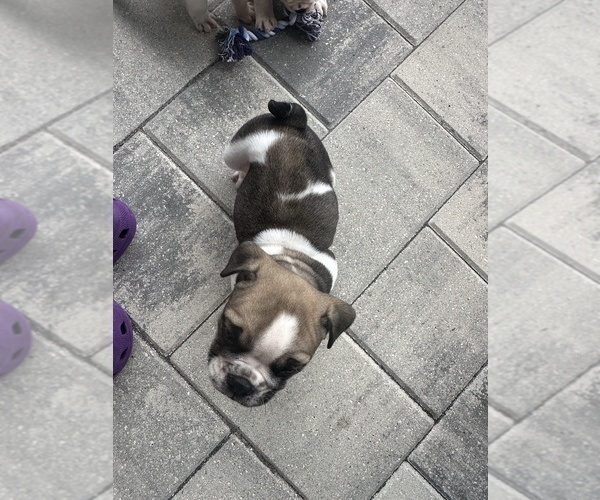 Medium Photo #6 English Bulldog Puppy For Sale in WEEKI WACHEE, FL, USA