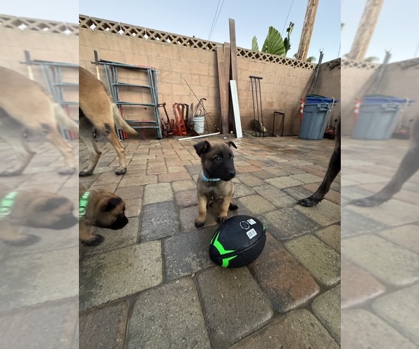 Medium Photo #4 Belgian Malinois Puppy For Sale in OXNARD, CA, USA