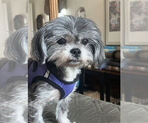 Mutt Dogs for adoption in Spring, TX, USA