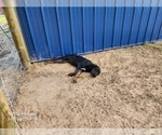 Small #22 Catahoula Leopard Dog