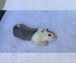 Small Photo #101 Border Collie Puppy For Sale in MOSIER, OR, USA