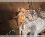 Puppy Blondie Miniature Pinscher