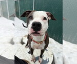 Small #15 Boxer Mix