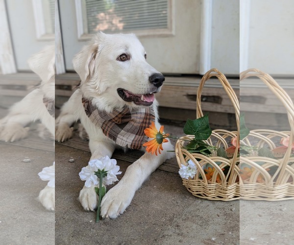 Medium Photo #7 Great Pyrenees Puppy For Sale in Bend, OR, USA