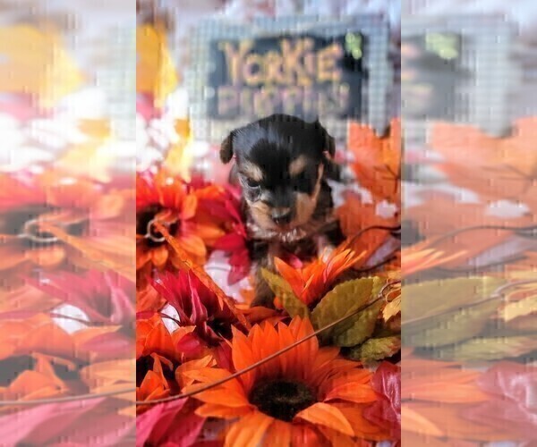 Medium Photo #4 Yorkshire Terrier Puppy For Sale in AKRON, OH, USA