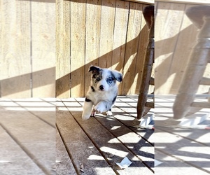 Australian Shepherd Puppy for sale in PLEASANT VIEW, TN, USA
