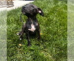Small #1 American Pit Bull Terrier-American Staffordshire Terrier Mix