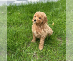 Small #5 Goldendoodle (Miniature)