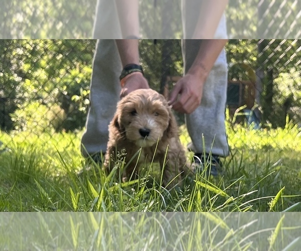 Medium Photo #8 Goldendoodle (Miniature) Puppy For Sale in MORGANTON, NC, USA