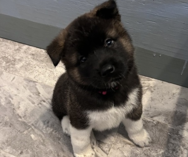 Medium Photo #1 Akita Puppy For Sale in CAPE CORAL, FL, USA