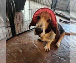 Basset Hound Dogs for adoption in Denton, TX, USA