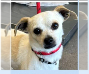 Chihuahua-Unknown Mix Dogs for adoption in Cranston, RI, USA
