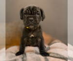 Small #1 Neapolitan Mastiff