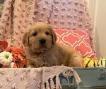 Rusty - Male Golden Retriever Puppy for Sale - Photo #2