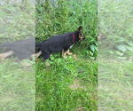 Small #4 German Shepherd Dog