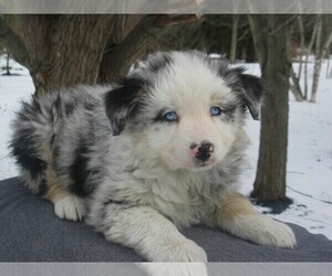 Australian Shepherd Puppy for sale in WILSON, NY, USA