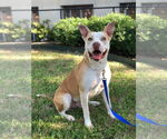 Small #1 American Pit Bull Terrier Mix