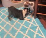 Small #5 Boston Terrier
