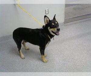 German Shepherd Dog-Unknown Mix Dogs for adoption in Pasadena, TX, USA