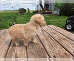Small #4 Goldendoodle