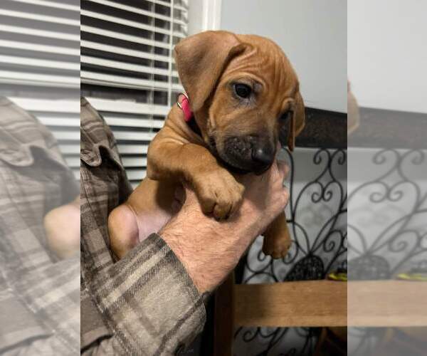 Medium Photo #2 Rhodesian Ridgeback Puppy For Sale in HOLLYWOOD, SC, USA