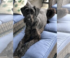 Schnauzer (Giant) Dogs for adoption in COLUMBIA, MD, USA