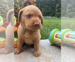 Small #3 Labrador Retriever