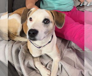 Mutt Dogs for adoption in Salt Lake City, UT, USA