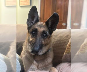 Orry - Male Mutt Dog for Adoption - Photo #3
