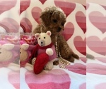 Small #7 Cavapoo