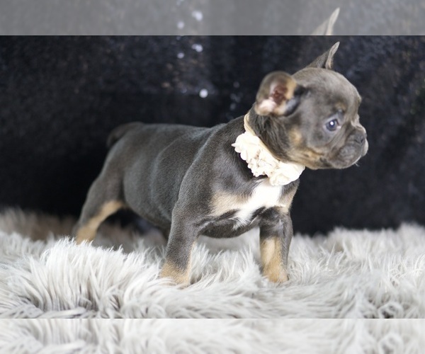 Medium Photo #85 French Bulldog Puppy For Sale in WARSAW, IN, USA
