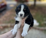 Puppy Eminem Australian Shepherd