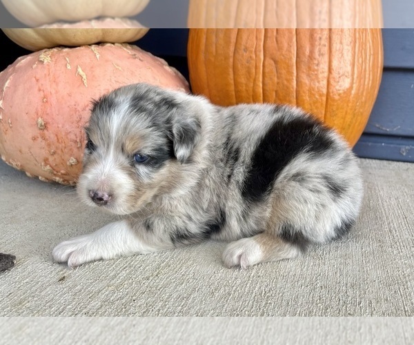 Medium Photo #5 Australian Shepherd Puppy For Sale in LODA, IL, USA