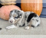 Small #4 Australian Shepherd