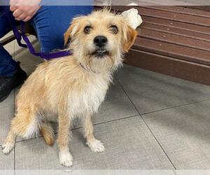 Border Terrier-Unknown Mix Dogs for adoption in Rancho Cucamonga, CA, USA